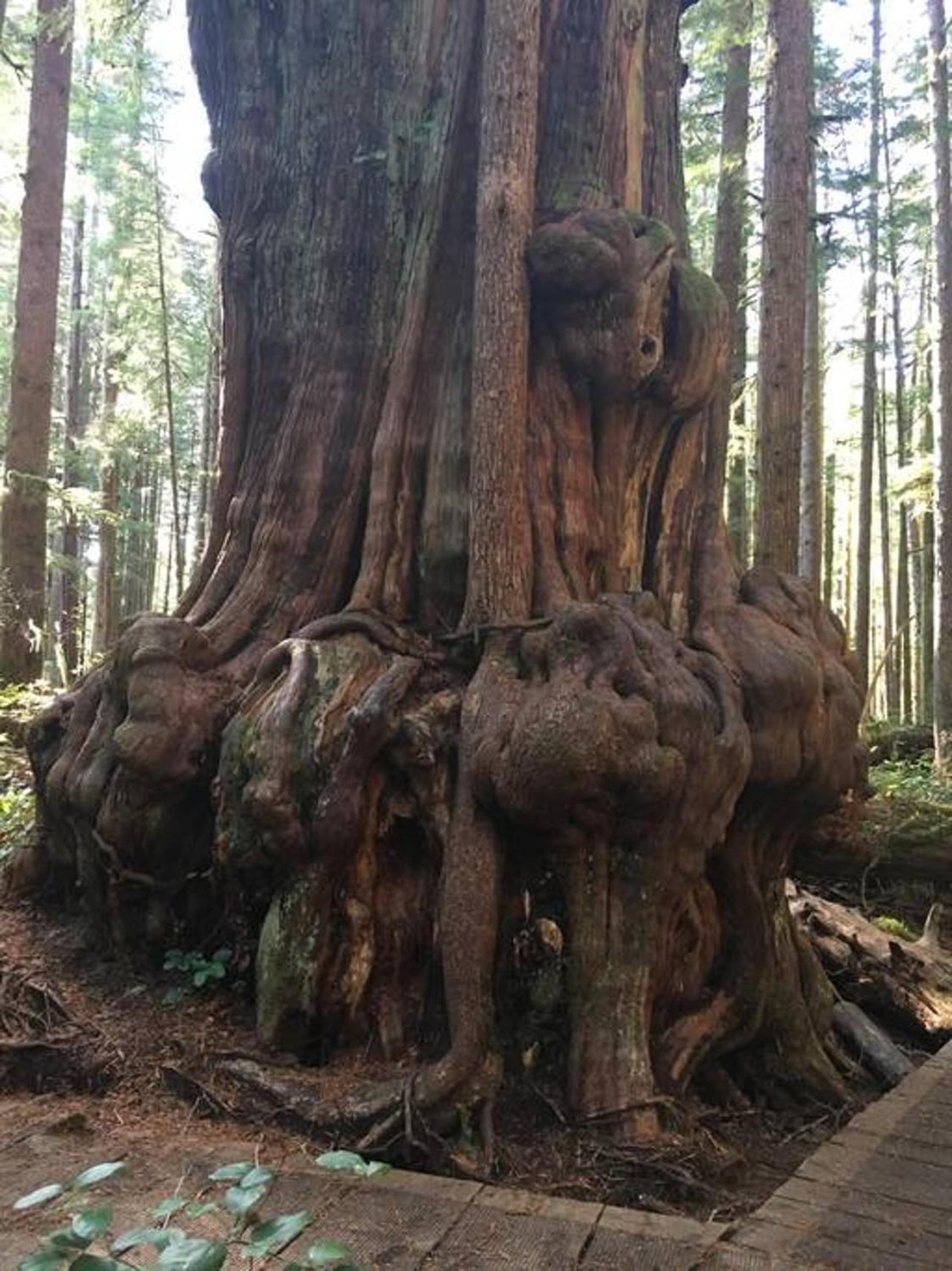 The Great Escape - Port Renfrew别墅 外观 照片