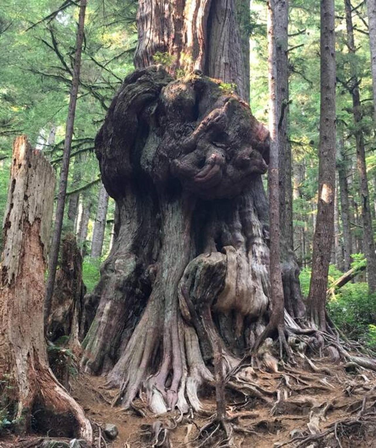The Great Escape - Port Renfrew别墅 外观 照片