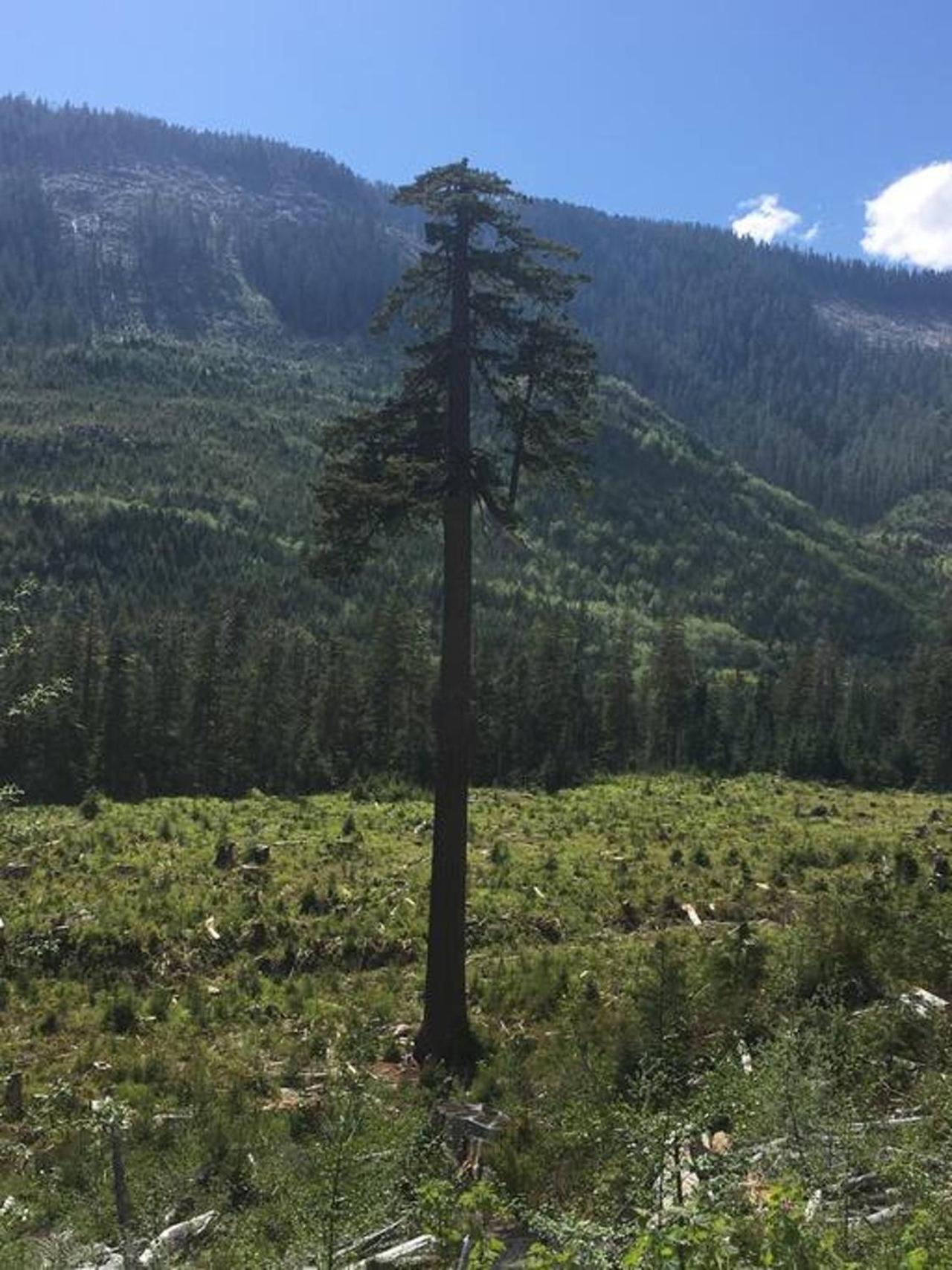 The Great Escape - Port Renfrew别墅 外观 照片