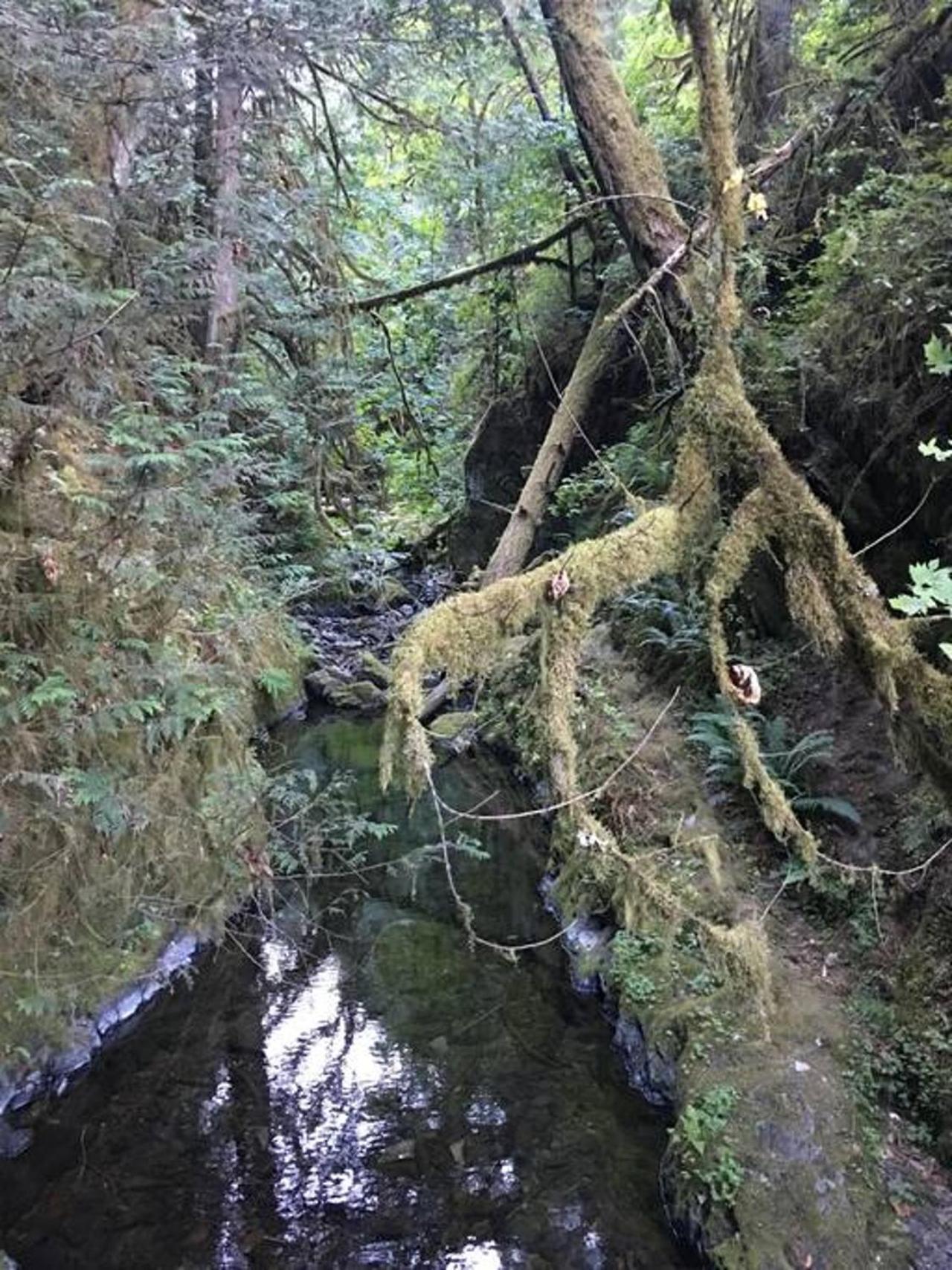 The Great Escape - Port Renfrew别墅 外观 照片